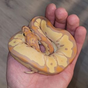 Banana clown Male Ball Python