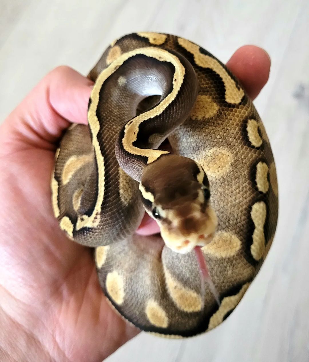Male GHI Pastel Phantom Yellow Belly