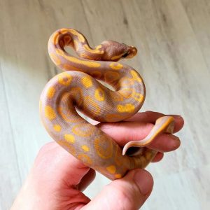 Banana het Piebald Female Ball Python