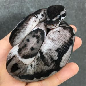 Female Axanthic Piebald