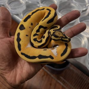 Male Super OD Leopard Desert Ghost Pied