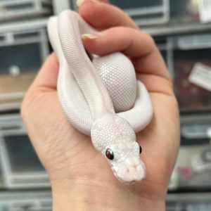 Female Lesser Ivory