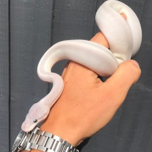 Female Super Phantom Blackhead Ghost
