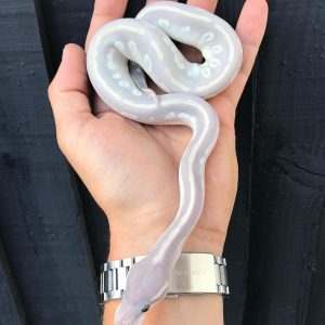 Male Super Phantom Ghost