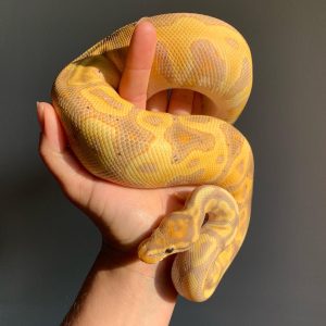 Male Banana Leopard Het Clown