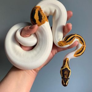 ODYB Pied Het Clown