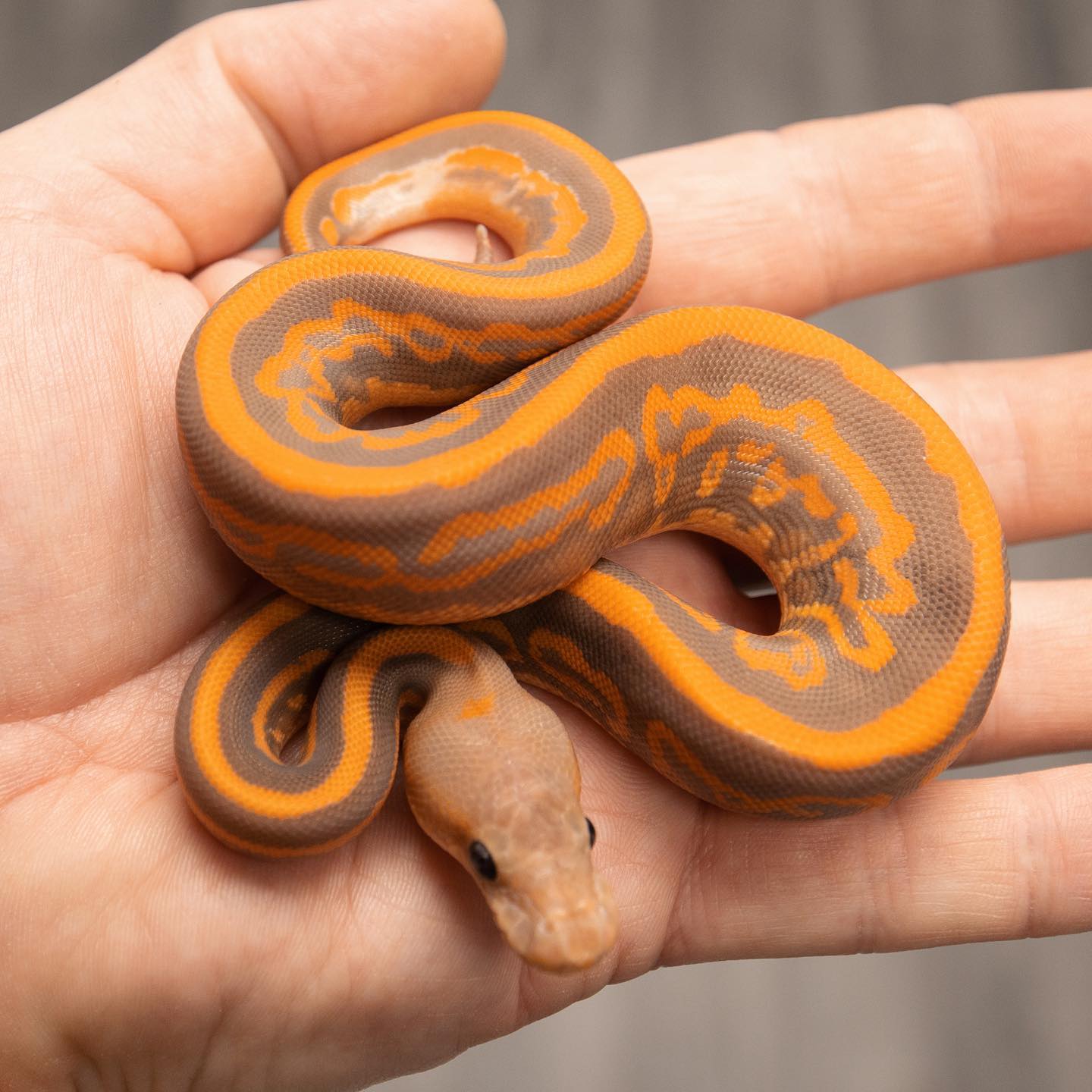 Male Banana Cypress Leopard Yellow Belly