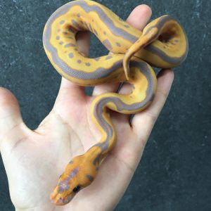 Female Banana Red Stripe Leopard Clown