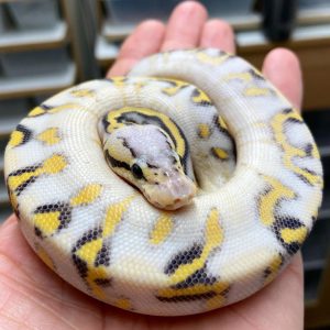 Male Super Pastel Super Gravel