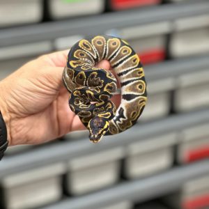 Male Adder Bang