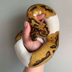 Female Clown Pied