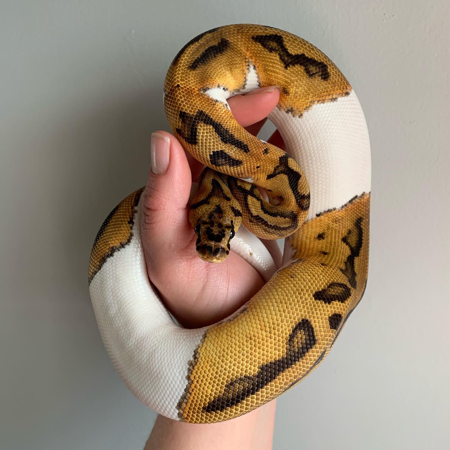 Female Clown Pied