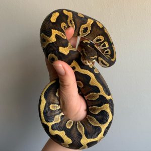 Female Leopard Mojave Het Ultramel