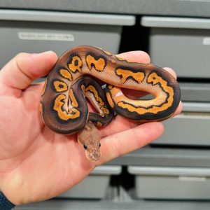 Male Black Pastel Wookie