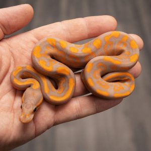 Male Cypress Redstripe Black Pastel Banana Yellow Belly