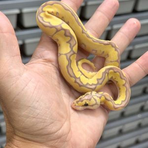 Female Banana YB Pastel Adder Clown