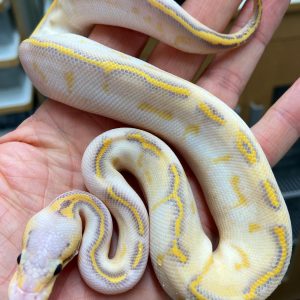Female Pastel Hypo Highway