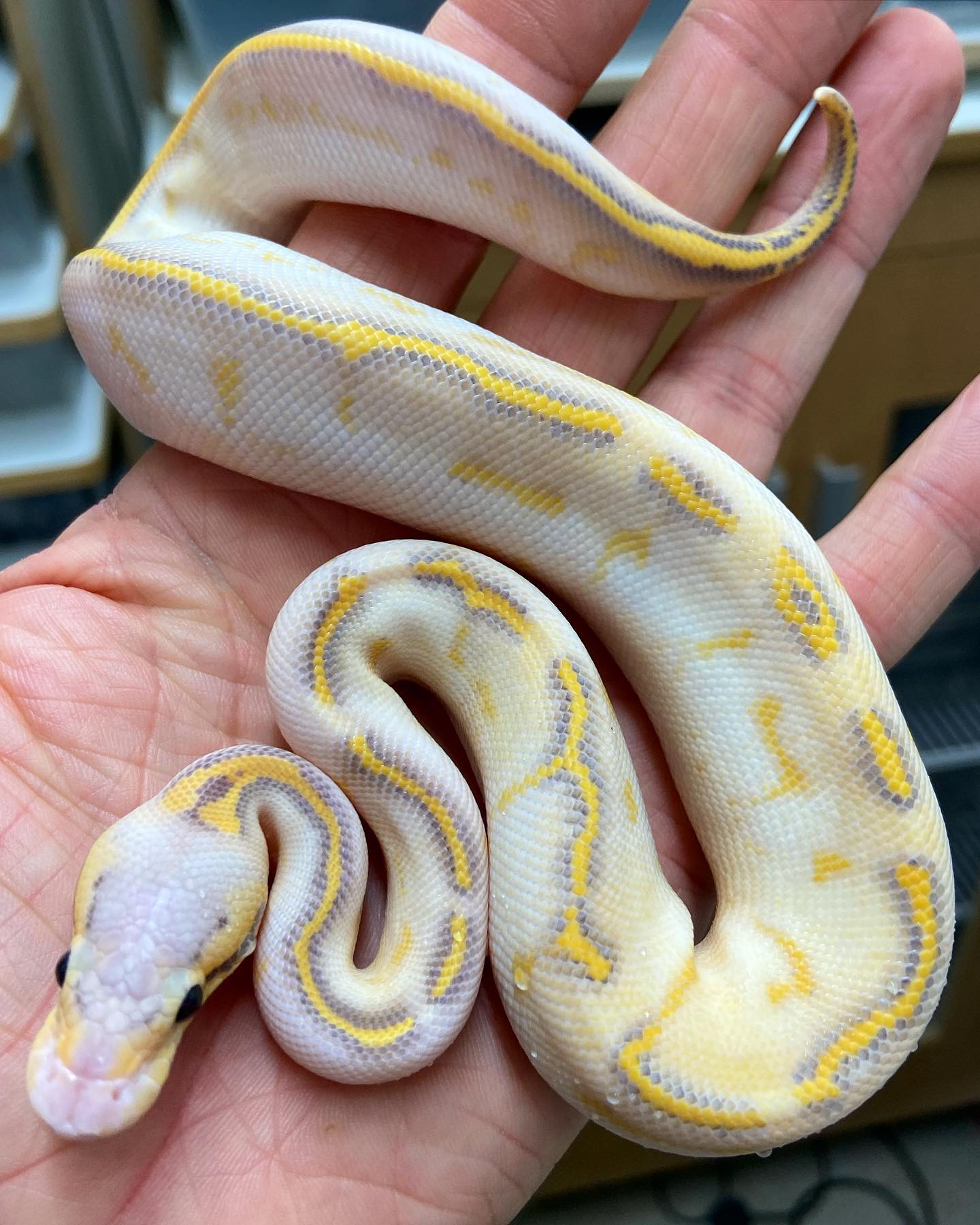 Female Pastel Hypo Highway
