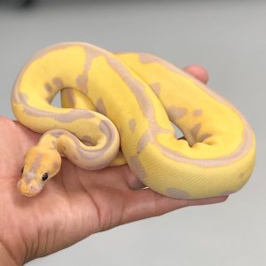 Female Fire Banana Leopard Clown