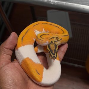 Male Super ODYB Hypo Pied