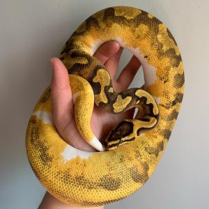 Male Enchi YB Pied Poss Het Lavender