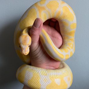 Male YB Lavender Albino Het Pied