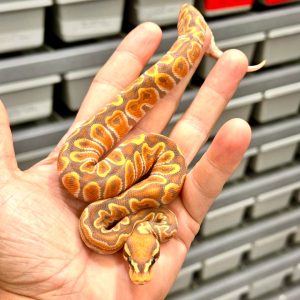 Female Super GHI Adder Redstripe