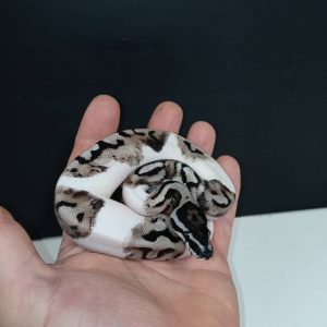 Female Lightning Pied