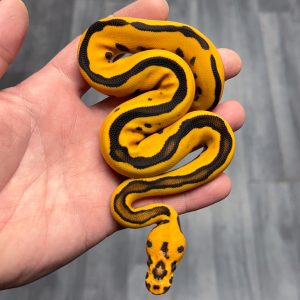 Female Super Orange Dream Yellow Belly Fire Leopard Clown poss het Pied