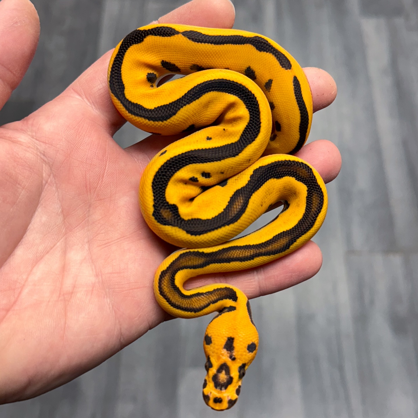 Female Super Orange Dream Yellow Belly Fire Leopard Clown poss het Pied