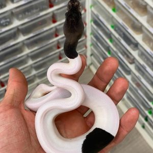 Male Super black pastel Piebald